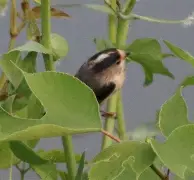 华体会下载 -眉:+?27(画眉27集免费观看)